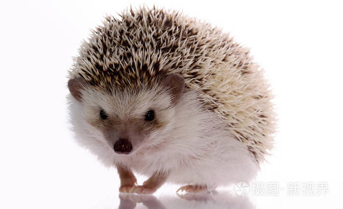 非洲刺猬上白色孤立