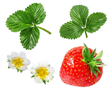 草莓花摄影图 草莓花图片大全 草莓花照片 摄图新视界
