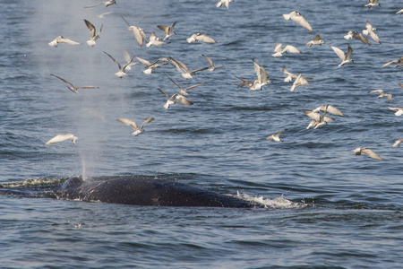 喷洒海鸥飞翔小鱼从嘴身长鲸身长的鲸鱼