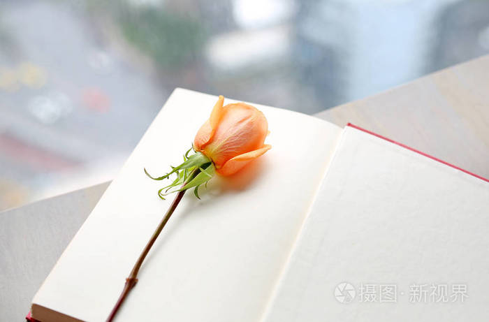 玫瑰一朵和打开窗户附近的红色精装书