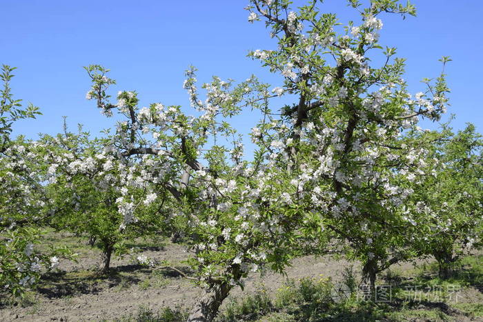 成年树在苹果园开花.果园
