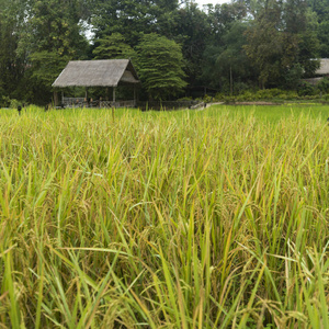 老挝琅勃拉邦 Gnoyhai Kamu 别墅田种植水稻作物特写