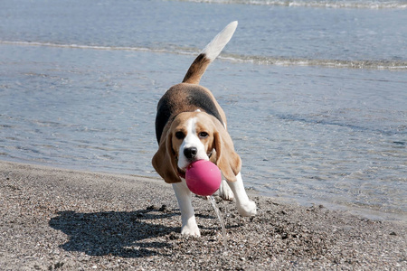 狗猎犬海