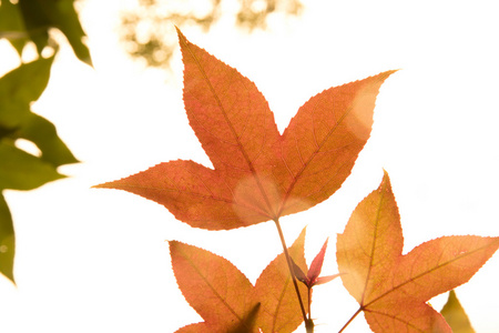 槭叶红色秋天夕阳树图片