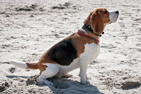 狗猎犬海