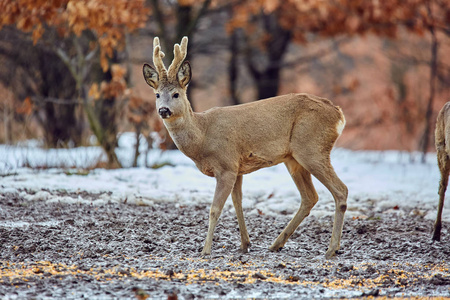 野生雄鹿 (狍狍) 在橡树林中觅食点照片