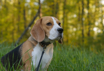 狗狗写真在晚上森林里的小猎犬