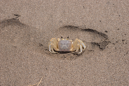 螃蟹在海滩上
