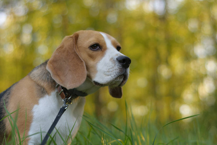 狗狗写真在晚上森林里的小猎犬