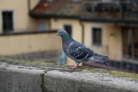 马耳他鸟公园里的鸽子肖像照片