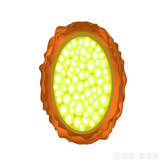 蛔虫未受精的卵蛔虫卵的结构图表独立背景上的矢量插图