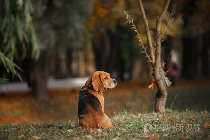 秋天的公园散步的犬