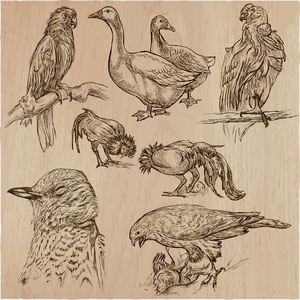 鸟。动物世界手绘矢量包。林