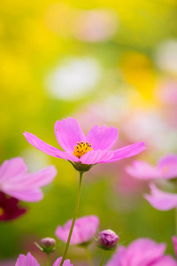 背景图像的七彩花朵