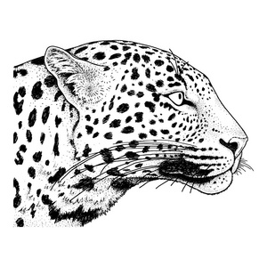 豹脸上刺青,矢量图,打印照片