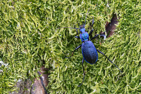 蓝色地甲虫 Carabus intricatus 在青苔