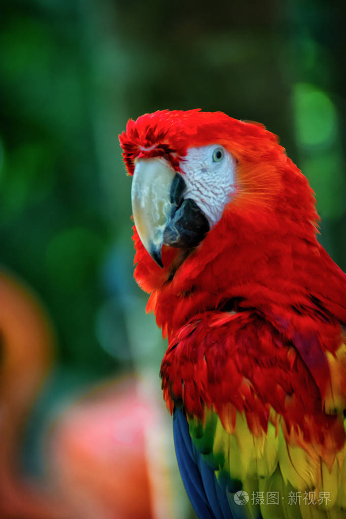 墨西哥的鹦鹉野生动物