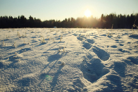 在冬天森林里的新鲜雪