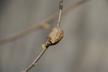 昆虫螳螂图片