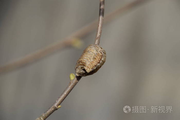 ootheca螳螂在树的树枝上在茧中放置的昆虫的卵是用来过冬的榛子树枝