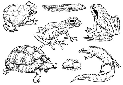 爬行动物和两栖动物设置。宠物和热带动物。野生动物和青蛙, 蜥蜴和海龟, 变色龙和 anuran 刻在古老的复古素描画的手。矢量插