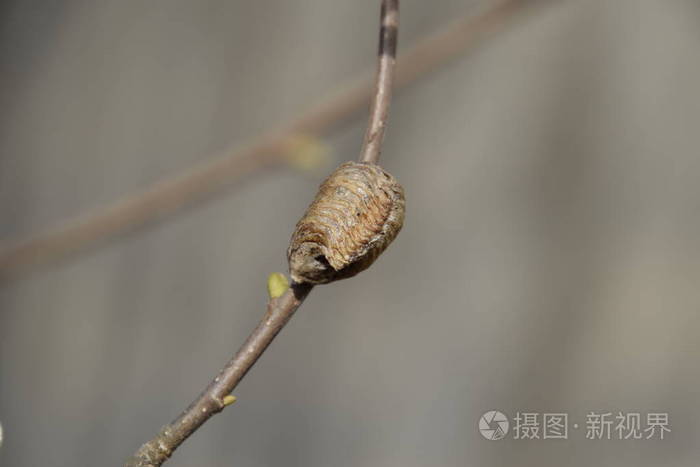 Ootheca 螳螂在树的树枝上。在茧中放置的昆虫的卵是用来过冬的。榛子树枝上的 Ooteca