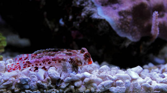 红小龙桂鱼图片