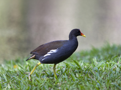 常见的红松鸡 Gallinula chloropus 在草地上行走