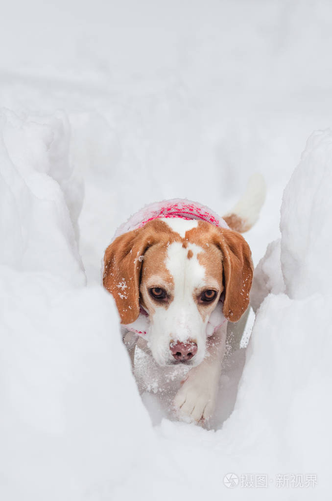 在冬季自然小猎兔犬