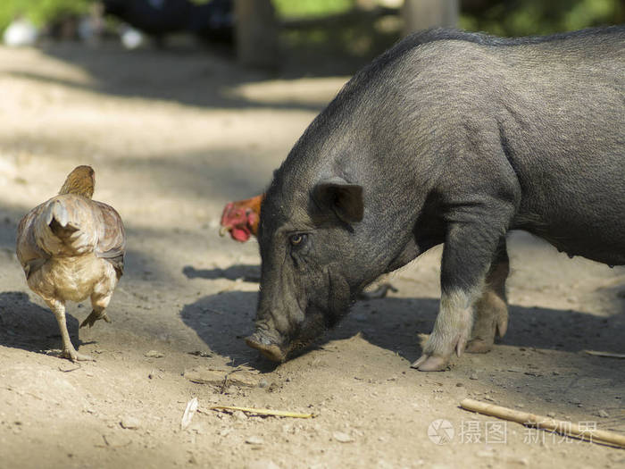 猪和公鸡在农场班gnoyhai琅勃拉邦老挝