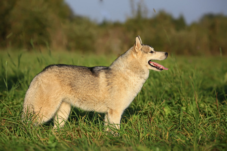 已识别到 1000 个阿拉斯加雪橇犬品种成年狗.好身材.
