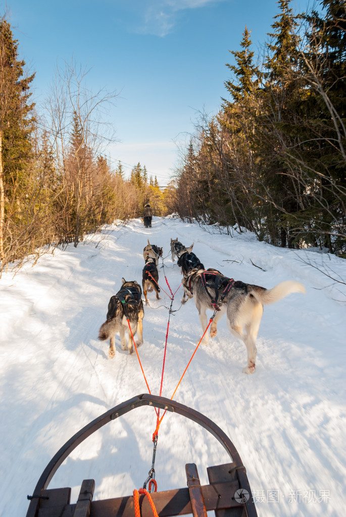 狗拉雪橇通过瑞典拉普兰地区北极