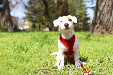 年轻的小狗, 脸上有滑稽的褐色斑点。可爱的快乐杰克罗素梗狗在户外的肖像, 在公园散步