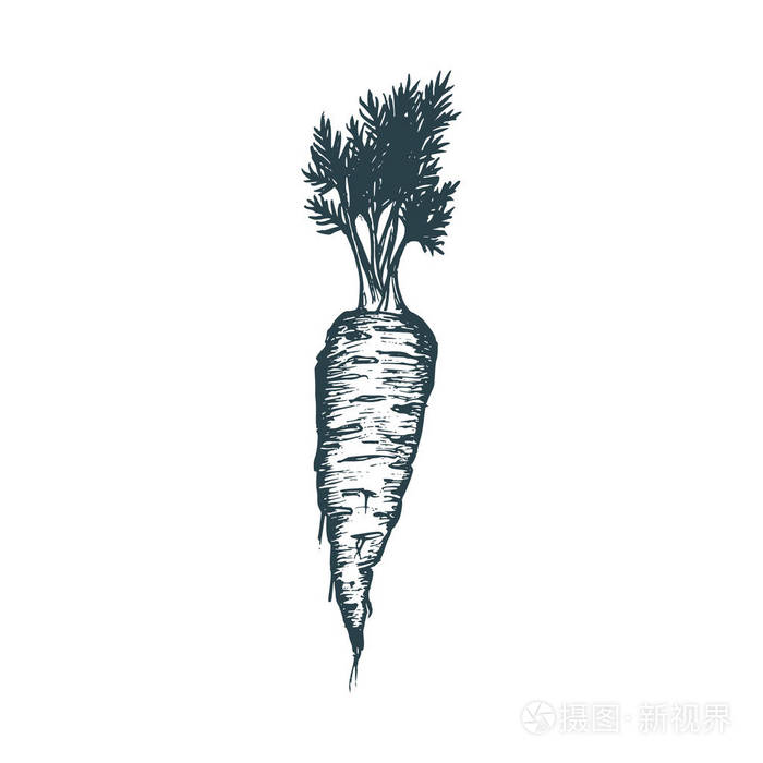 手拉胡萝卜.矢量插图.素食素描.农产品市场产品