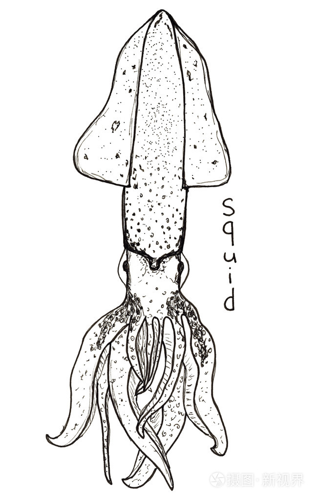 手的素描画的图形鲜鱿刻字上白色孤立