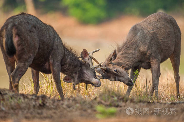 两只雄性sambar鹿在交配季节打架