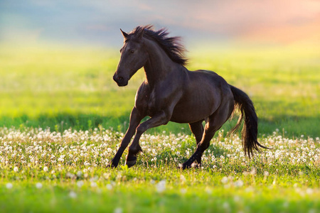 黑种马在春草甸自由奔跑