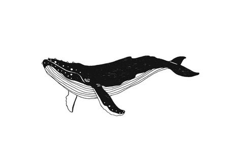 黑白画唯美鲸鱼图片