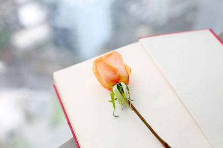 玫瑰一朵和打开窗户附近的红色精装书