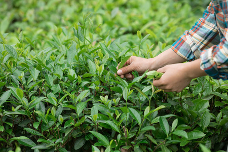 春天在种植园采摘茶叶的手