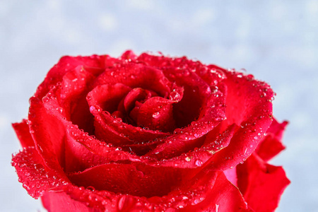 红色的玫瑰花瓣雨降特写。红玫瑰
