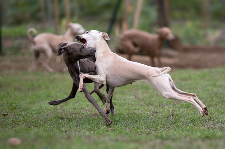 意大利灵缇犬图