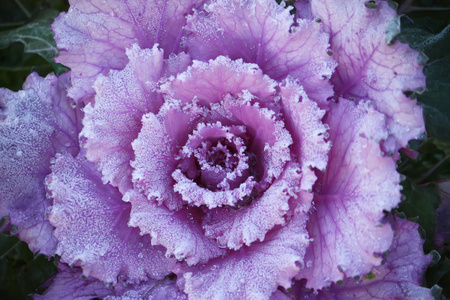 紫色装饰卷心菜叶