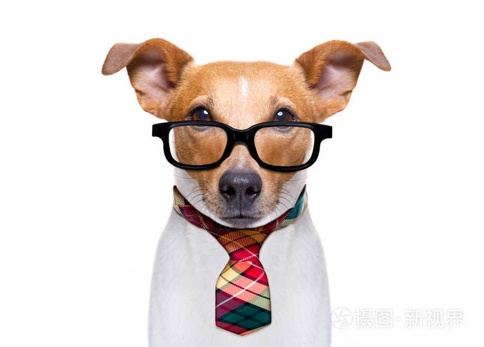 办公室工作人员老板的狗