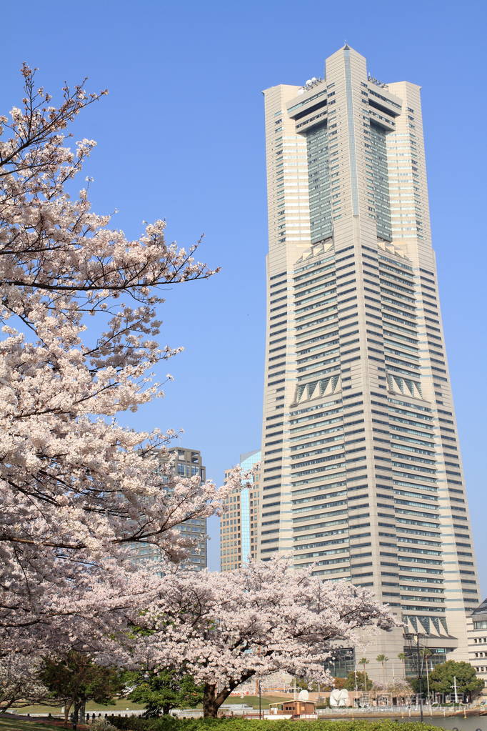 日本横滨地标性建筑塔和樱花