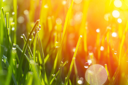 在明亮的绿色草地,太阳耀斑欲滴的露珠照片