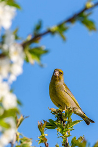 漂亮的雄性 greenfinch 鸟栖息在樱桃树枝顶部