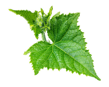 绿色黄瓜叶片图片