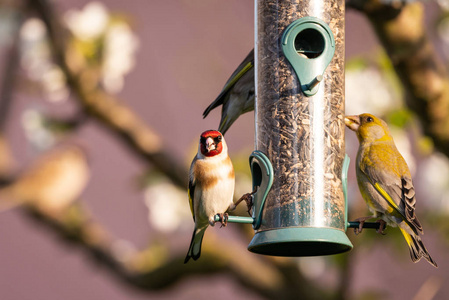 单金翅雀和一对夫妇的 greenfinches 栖息在馈线