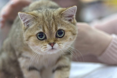 小蓬松的姜小猫看镜头特写